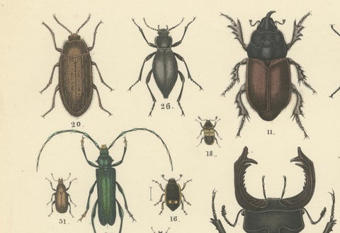 Beetles Print: Stag Beetle, Scarab, Longhorn & Jewel Beetles, Antique 1867, close-up 5
