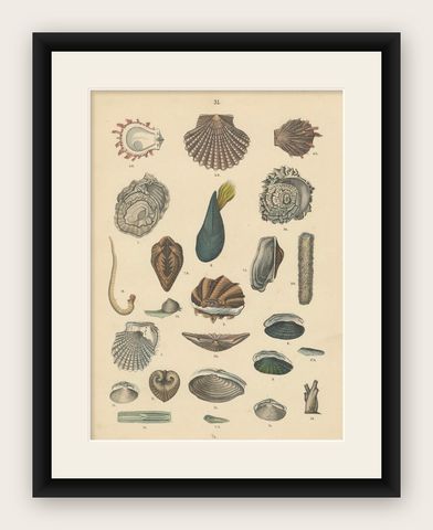 Shells & Bivalves Print: Mussels, Oysters, Scallops, Clams, Antique 1867, shown framed