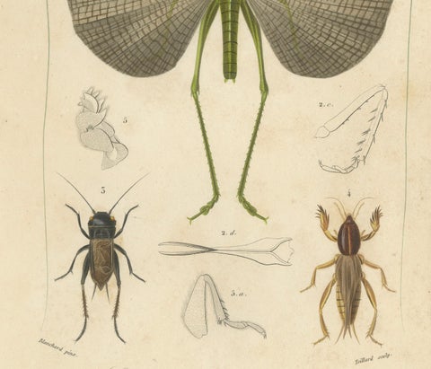 Antique Orthoptères Pair, Grasshoppers & Locusts, Elegant French Prints, 1800, close-up 5