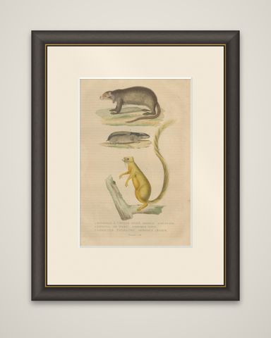 Diverse Rodentia: Squirrel, Cuban Hutia, and Lemming-like Rodent, 1845, shown framed