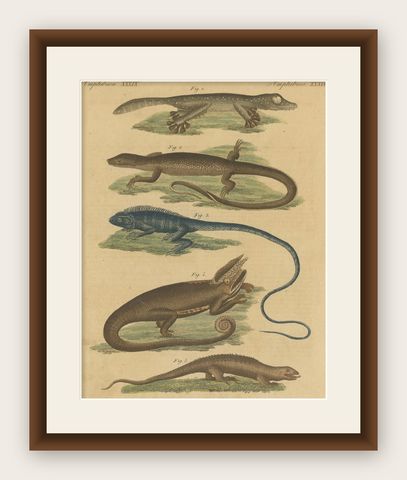 Antique Handcolored Engraving of Lizards and Amphibians, c.1800, shown framed