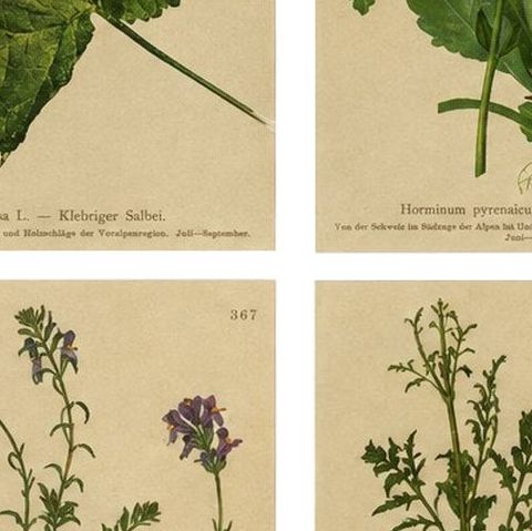 Set of 8 Antique Alpine Botanical Chromolithographs, Atlas der Alpenflora 1897, close-up 2