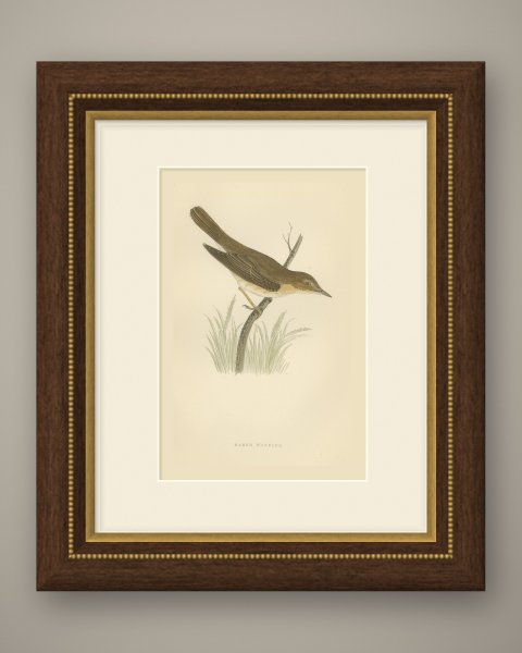 Marsh Warbler above a Grass Tussock, Hand Colored Morris Bird Print, 1896, shown framed
