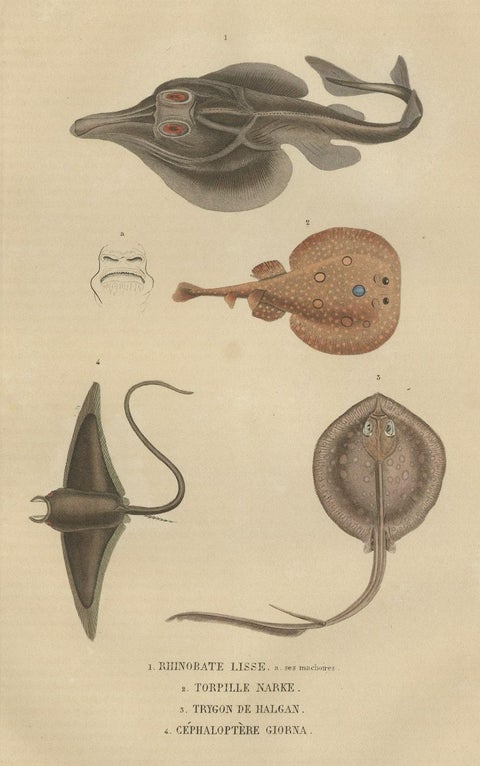 Print of a Guitarfish, Common Torpedo, Stingray & Devil fish or Giant Devil Ray, close-up 1