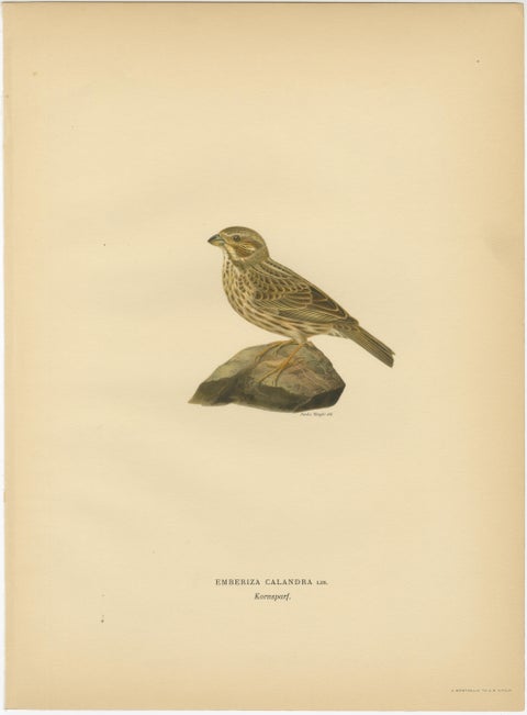 1929 Scandinavian Bird Prints Trio, Nordic Natural History, Designer Wall Art, view 4