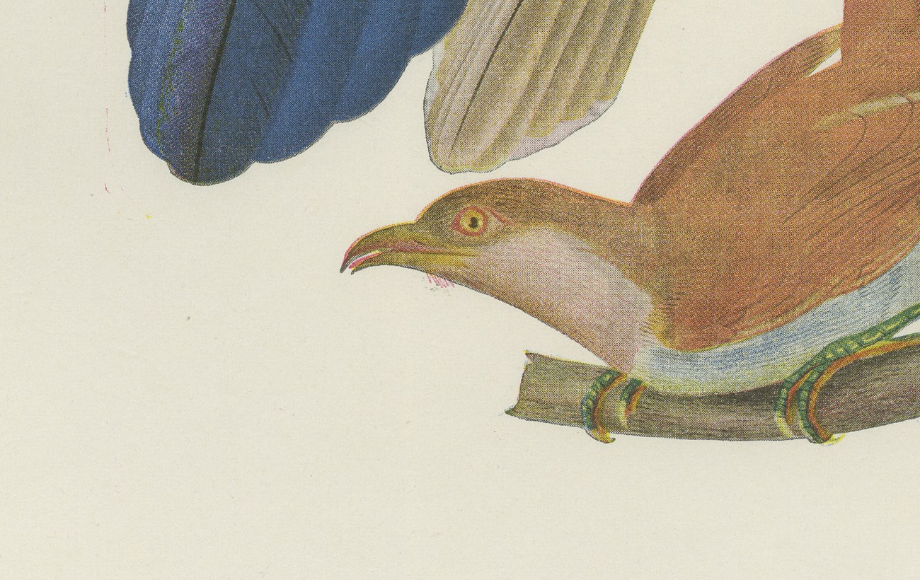 Long-Tailed Cuckoos, Brazilian Bird Print, Descourtilz, 1944, view 5
