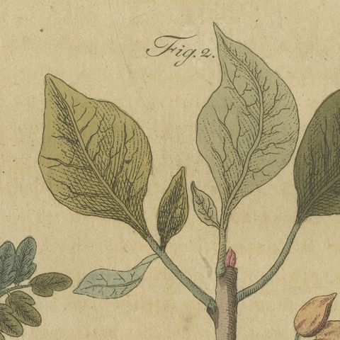 Tamarind and Pistachio Nut Tree, Antique Bertuch Print, circa 1805, close-up 5