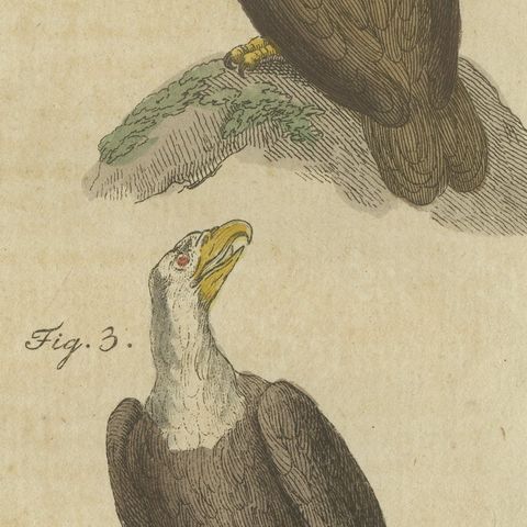 Eagles including the Bald Eagle, Antique Bertuch Print, circa 1805, close-up 5