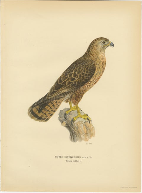Nordic Birds of Prey Pair - Lithographs, Scandinavian Natural History 1929, view 2