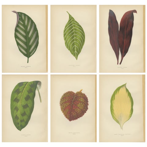 Set of 6 Botany Prints - Gesnera Cinnabarina - Dracaena Perrea (1891)