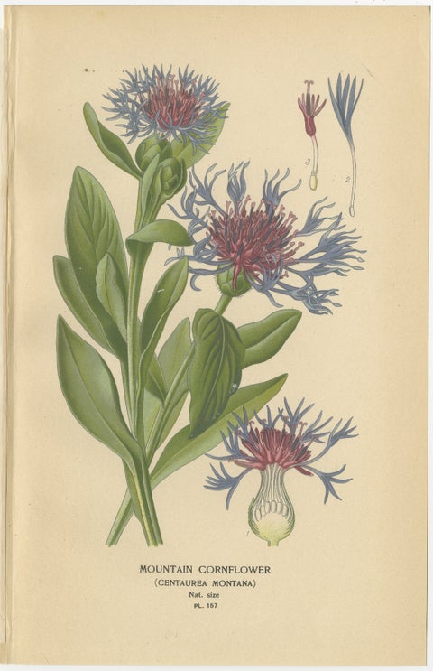1897 Antique Botanical Prints, Cornflower, Immortelle, Canterbury Bells, view 2