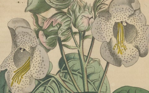 Martynia Proboscidea (Unicorn Plant), Hand-Colored Botanical Engraving, ca.1825, close-up 4