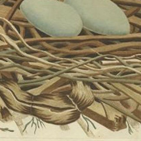 Antique Print of the Bird Nest of the Great Black Cormorant, close-up 1