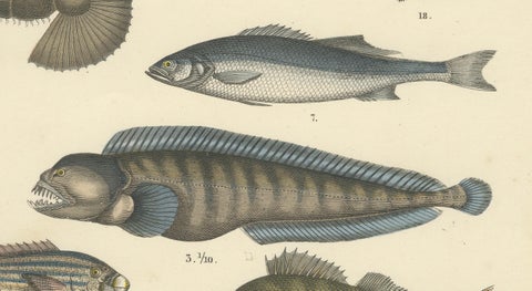 Marine Fish Print: Swordfish, Anglerfish, Tuna & Pipefish, Antique 1867, close-up 5