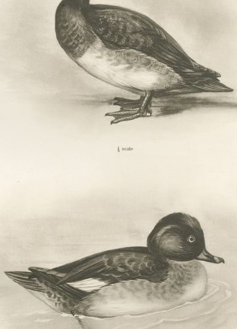 Diving Ducks: Greater Scaup & Tufted Duck, Medland Bird Print, 1909, close-up 1