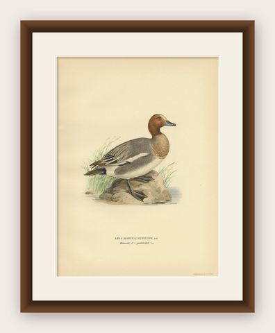 Antique Bird Print of the Eurasian Wigeon, '1929', shown framed