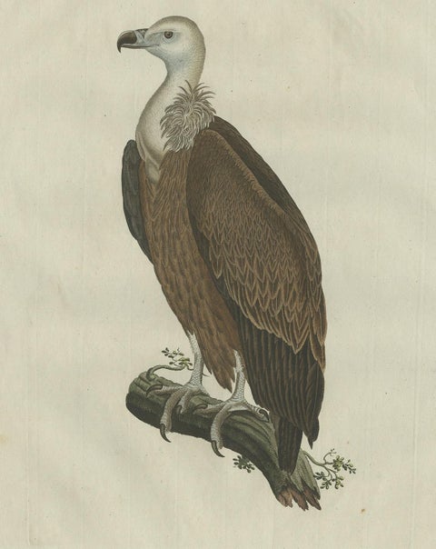 Antique Bird Print of a Vulture by Sepp & Nozeman, 1770, view 4