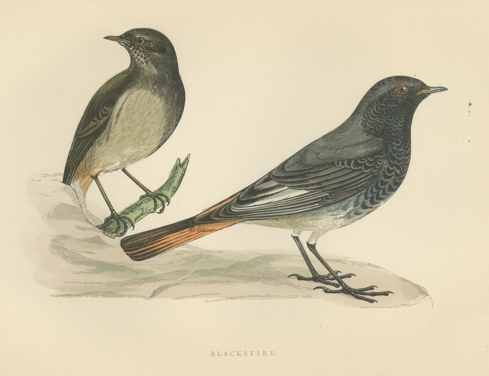 Blackstart or Black Redstart Pair on a Rock, Hand Colored Print, 1896