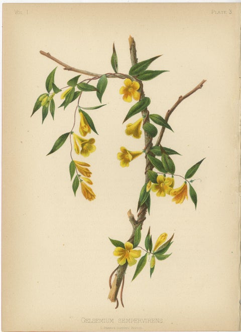 Native US Flora - Six Original Botanical Chromolithograps, 1879, view 4