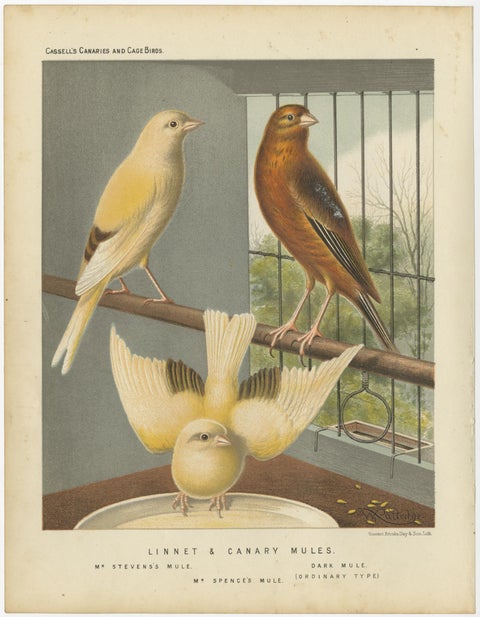 Antique Bird Print of the Linnet & Canary Mules 'circa 1880', view 3