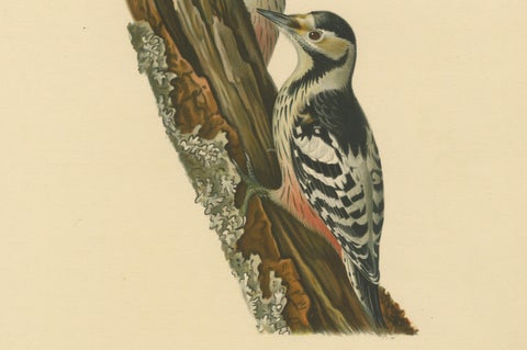 White-Backed Woodpecker Pair on Woodland Trunk, Swedish Bird Print, 1929, close-up 5