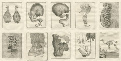 Complete Set of 10 Camel Anatomy Engravings, Buffon Scientific Plates 1769, view 3