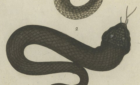 Antique Handcolored Engraving of Snakes, c.1800, close-up 2