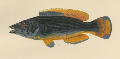 Colorful Wrasse Duo and Corkwing - Vibrant 19th Century Fish Lithograph, close-up 3