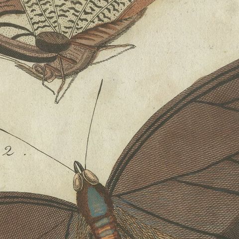 Forest Giant Owl Butterfly (Caligo eurilochus) from Suriname, Published in 1802, close-up 6