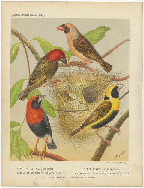 Antique Bird Print of the Red-Faced Weaver-Bird, Red-Billed Quelea, ca.1880, view 2