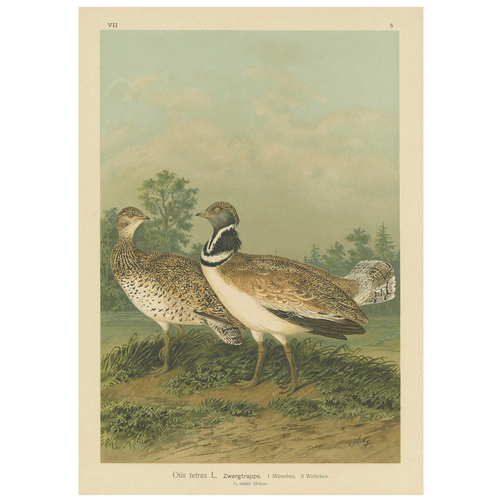 Little Bustards in 19th Century Landscape, Antique Ornithology Bird Print