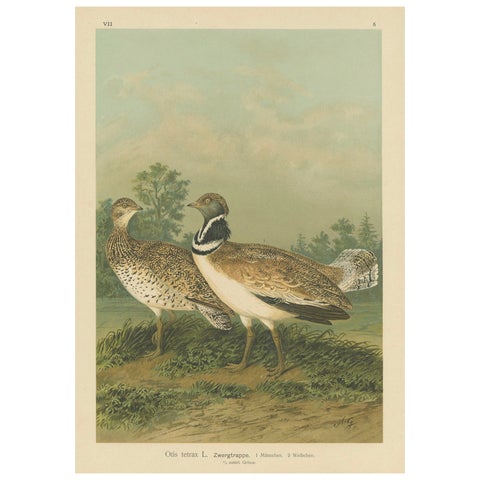 Little Bustards in 19th Century Landscape, Antique Ornithology Bird Print