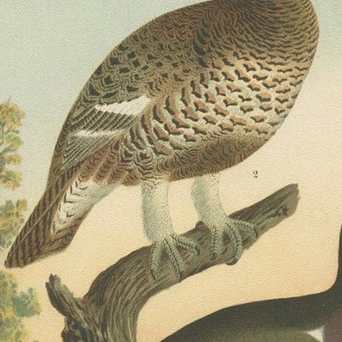 Antique Bird Print of the Black Grouse 'Hybrid' by Naumann, circa 1895, close-up 1