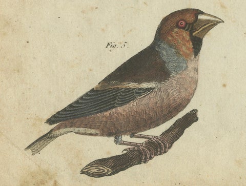 Elegant European Birds: 1805 Handcolored Engraving from Bertuch's Masterpiece, close-up 3