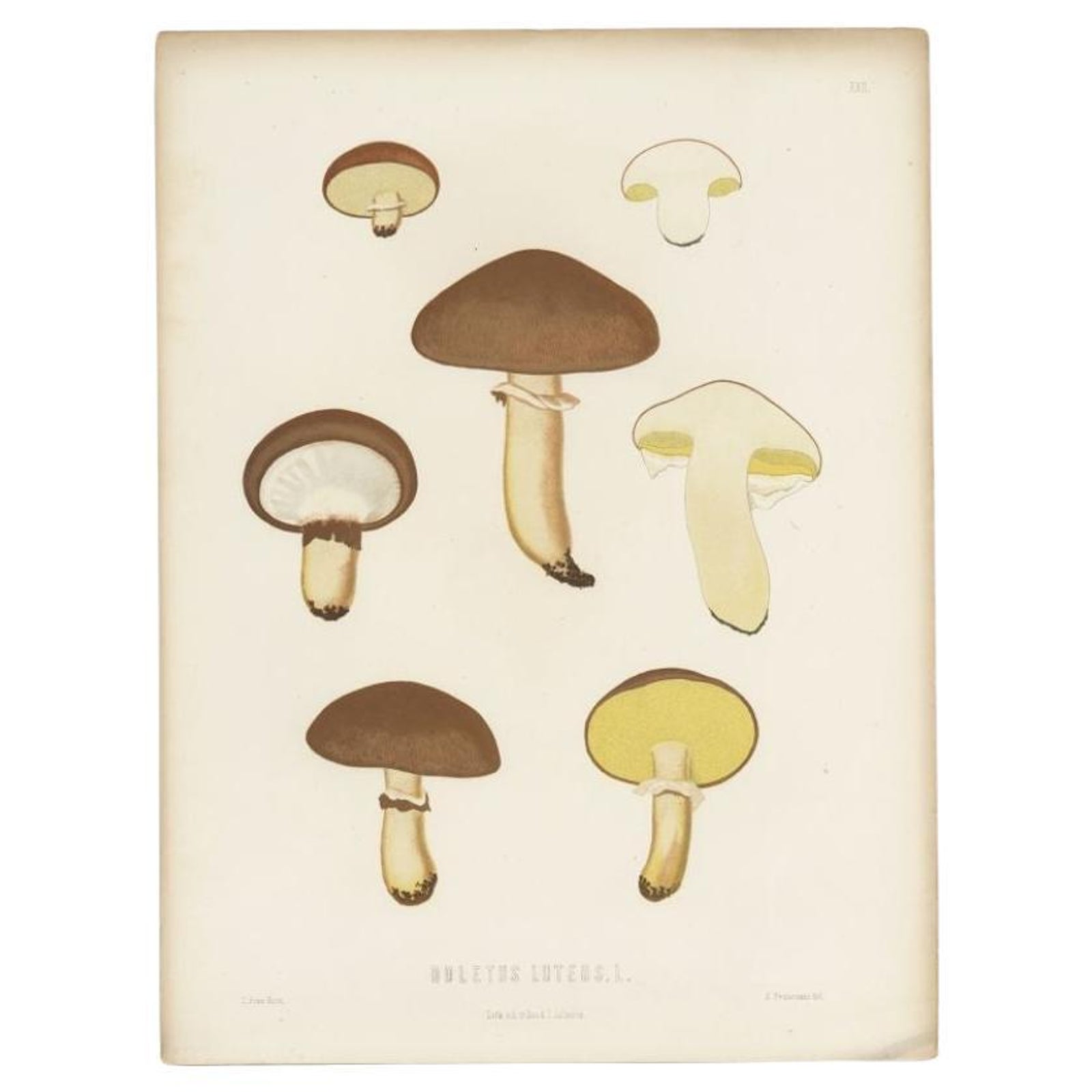 Antique Mycology Print of the Suillus Luteus, C.1860