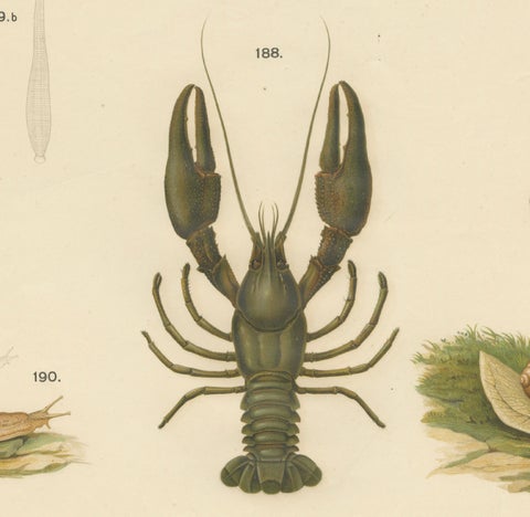 Large Antique Zoology Poster, Crayfish, Leeches, Snails, Insects c.1880, close-up 2