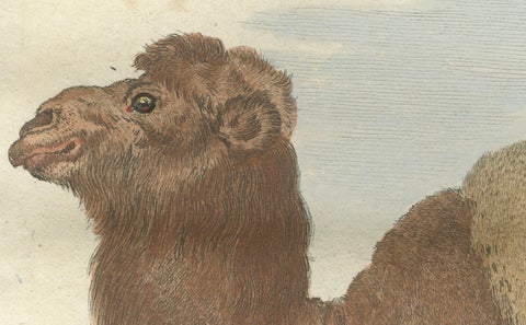 Antique Bactrian Camel Engraving, Buffon Hand-Coloured Print Amsterdam 1769, close-up 4