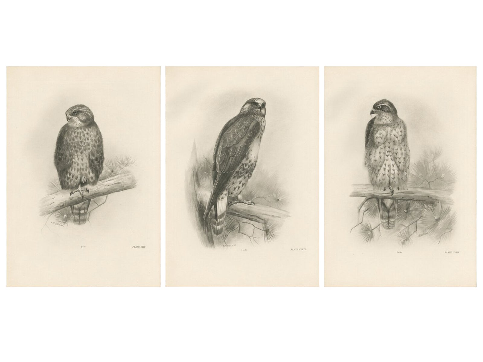 Three British Raptors: Buzzards and Adult Goshawk, 1908