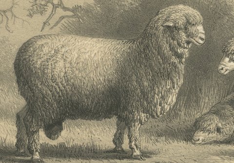Mauchamp Merino Ram and Ewe, Rambouillet, Antique Sheep Print, 1873, view 3