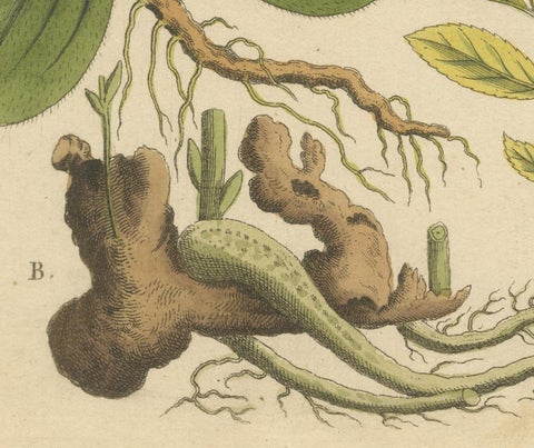 Antique Botanical Engraving, Yellow Flower & Pink Bladder Senna, Pflanzen CXXXV, view 7