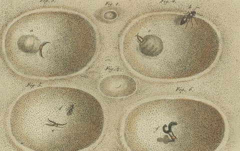 Intricate Insect Life Cycle and Habitats: Hand-Colored Engraving, Bertuch, 1805, close-up 2