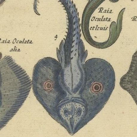 Stunning Decorative Original Antique Print of various Raja Fish Species, close-up 3