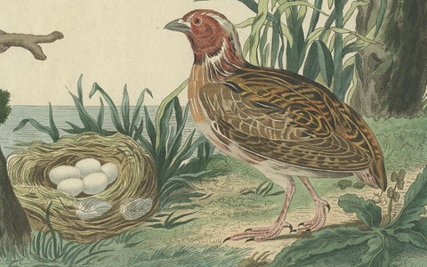 Rare Dutch Bird Print, Hoopoe, Bullfinch, Linnet and Quail, ca. 1770–1829, close-up 3