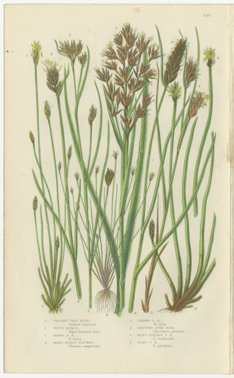 Sea Spleenwort and Green Spleenwort Ferns, Antique Botanical Prints, 1873, view 2