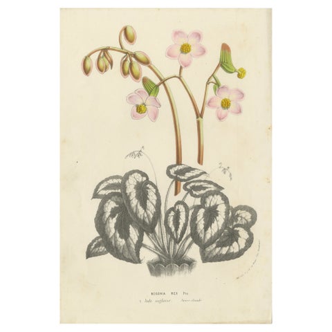 Botanical Illustration of Begonia Rex with Flowers, 1854-1855 Lithograph Print
