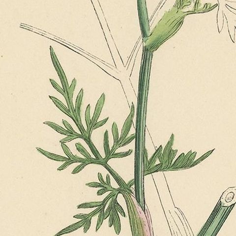 Antique Botany Print 'Marsh Hog's-Fennel' by J. Sowerby, circa 1860, close-up 2