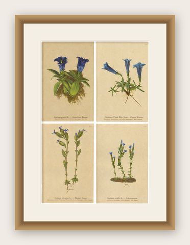 Alpine Gentian Botanical Prints Set, Antique Chromolithographs c.1897, shown framed