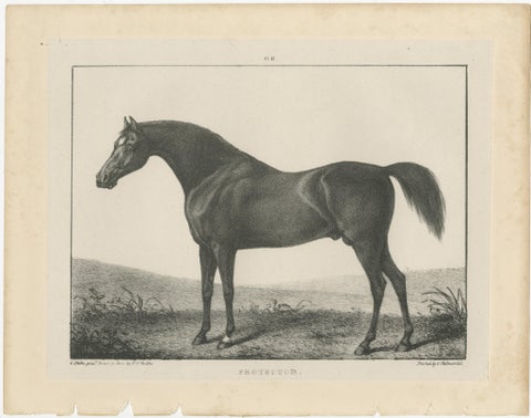 Volunteer & Selim, Pair of Antique Thoroughbred Horse Lithographs, c.1840, view 2