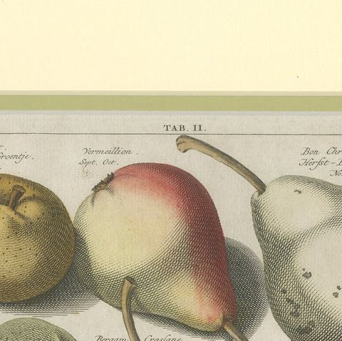 Tab II Antique Print of Various Pears by Knoop '1758', close-up 1