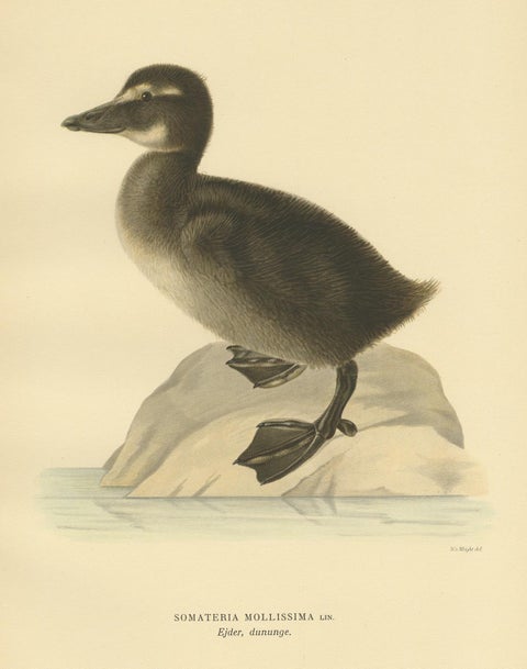 Antique Bird Print of a Young Common Eider by Von Wright, 1929, view 2